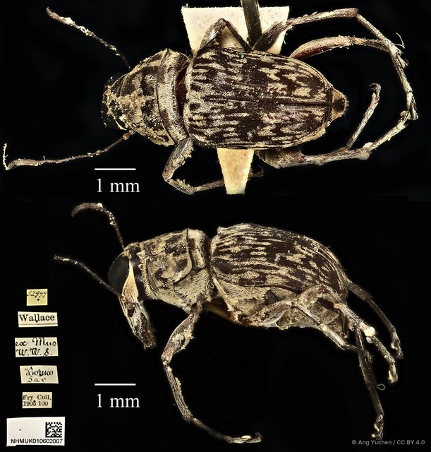 Litocerus nigritarsis•&copy; Ang Yuchen•CC BY 4.0