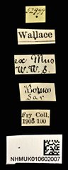 Litocerus nigritarsis•All Rights ReservedMuseum Label