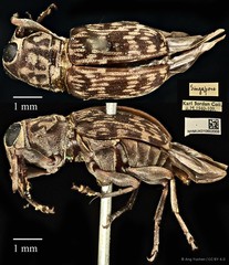 Litocerus nigritarsis•&copy; Ang Yuchen•CC BY 4.0