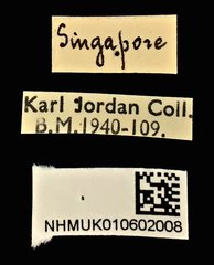 Litocerus nigritarsis•All Rights ReservedMuseum Label