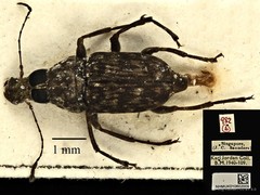 Litocerus virgulatus•&copy; Ang Yuchen•CC BY 4.0