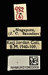 Litocerus virgulatus•All Rights ReservedMuseum Label
