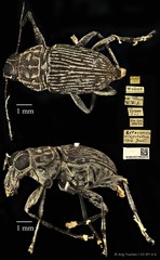 Litocerus virgulatus•&copy; Ang Yuchen•CC BY 4.0