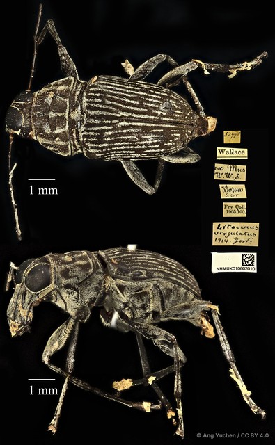 Litocerus virgulatus•&copy; Ang Yuchen•CC BY 4.0