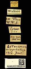Litocerus virgulatus•All Rights ReservedMuseum Label