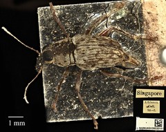 Litocerus virgulatus•&copy; Ang Yuchen•CC BY 4.0