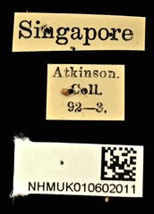 Litocerus virgulatus•All Rights ReservedMuseum Label