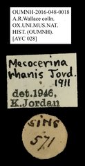 Mecocerina rhanis•All Rights ReservedMuseum Label