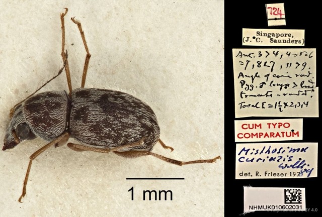 Misthosima curialis•&copy; Ang Yuchen•CC BY 4.0