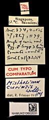 Misthosima curialis•All Rights ReservedMuseum Label