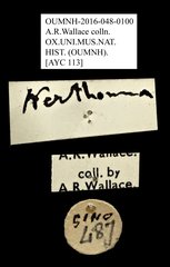 Nerthomma prominens•All Rights ReservedMuseum Label