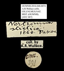 Nerthomma sticticum•All Rights ReservedMuseum Label