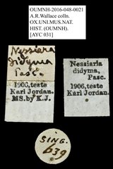 Nessiara didyma•All Rights ReservedMuseum Label
