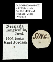 Nessiara longicollis•All Rights ReservedMuseum Label