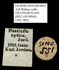 Nessiara optica•All Rights ReservedMuseum Label