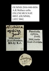 Nessiara optica•All Rights ReservedMuseum Label