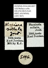 Nessiara sellata•All Rights ReservedMuseum Label