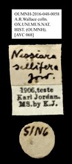 Nessiara sellifera•All Rights ReservedMuseum Label