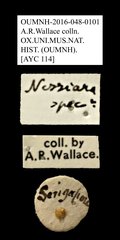 Nessiaria sp. "AYC 114"•All Rights ReservedMuseum Label