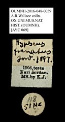 Oxyderes frenatus•All Rights ReservedMuseum Label