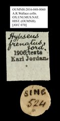 Oxyderes frenatus•All Rights ReservedMuseum Label