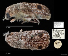 Ozotomerus rugicollis•&copy; Ang Yuchen•All Rights Reserved
