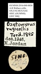 Ozotomerus rugicollis•All Rights ReservedMuseum Label