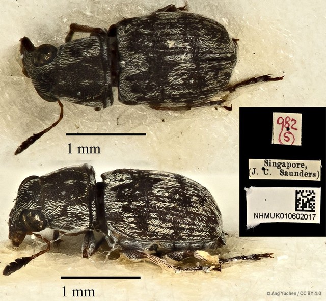 Phaeochrotes pictus•&copy; Ang Yuchen•CC BY 4.0