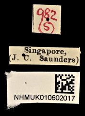 Phaeochrotes pictus•All Rights ReservedMuseum Label