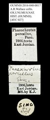 Phaeochrotes porcellus•All Rights ReservedMuseum Label