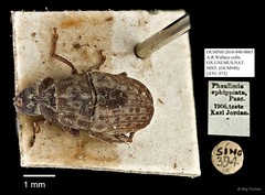 Phaulimia ephippiata•&copy; Ang Yuchen•All Rights Reserved