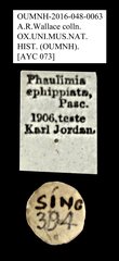Phaulimia ephippiata•All Rights ReservedMuseum Label