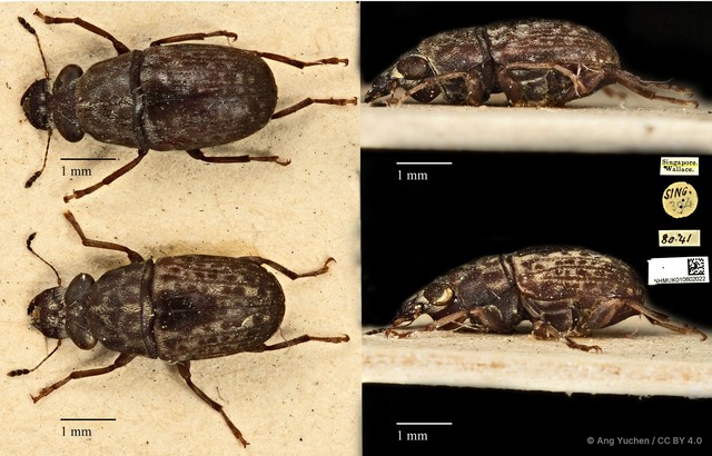 Phaulimia ephippiata•&copy; Ang Yuchen•CC BY 4.0