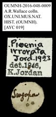 Pioenia irrorata•All Rights ReservedMuseum Label