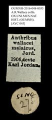 Platystomos wallacei•All Rights ReservedMuseum Label