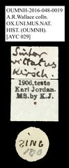 Sintor vittatus•All Rights ReservedMuseum Label