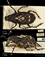 Sphinctotropis paviei•&copy; Ang Yuchen•CC BY 4.0