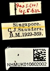 Sphinctotropis paviei•All Rights ReservedMuseum Label