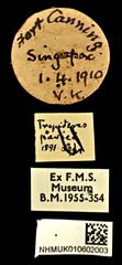 Sphinctotropis paviei•All Rights ReservedMuseum Label