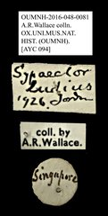 Sympaector ludius•All Rights ReservedMuseum Label