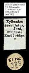 Taphrodes granulatus•All Rights ReservedMuseum Label