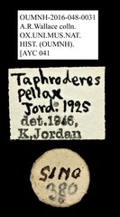 Taphrodes pellax•All Rights ReservedMuseum Label