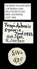 Tropidobasis synoris•All Rights ReservedMuseum Label