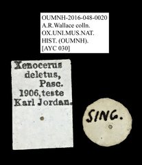 Xenocerus deletus•All Rights ReservedMuseum Label