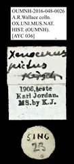 Xenocerus fimbriatus•All Rights ReservedMuseum Label