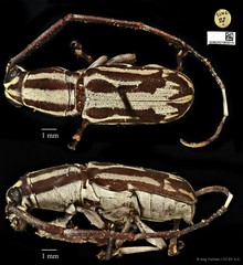 Xenocerus pictus•&copy; Ang Yuchen•CC BY 4.0