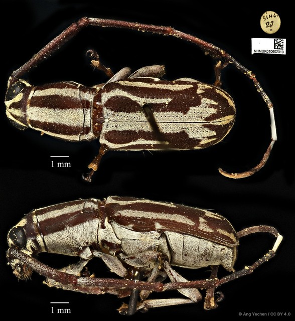 Xenocerus pictus•&copy; Ang Yuchen•CC BY 4.0