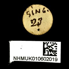 Xenocerus pictus•All Rights ReservedMuseum Label