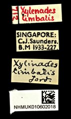 Xylinada limbalis•All Rights ReservedMuseum Label