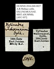 Xylinada nodicornis•All Rights ReservedMuseum Label